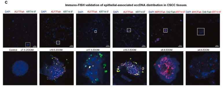 上皮细胞相关eccDNA分布的Immuno-FISH验证